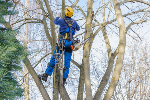 Lawn Maintenance Plans in Cumberland, WI